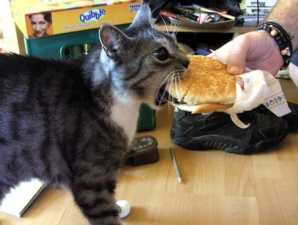Очень голодный кот.
