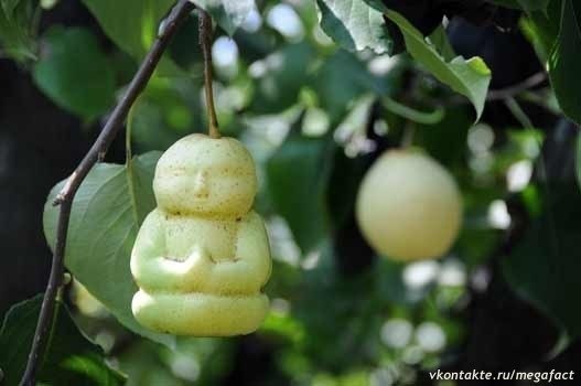 Китайский фермер с помощью нехитрых приспособлений выращивает груши в форме Будды.