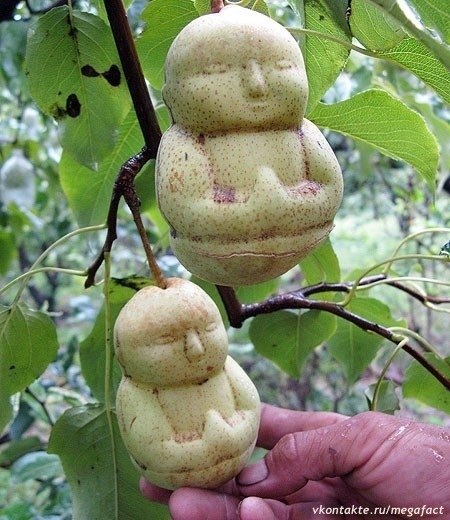 Китайский фермер с помощью нехитрых приспособлений выращивает груши в форме Будды.