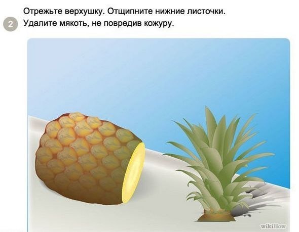 Как вырастить ананас в домашних условиях.