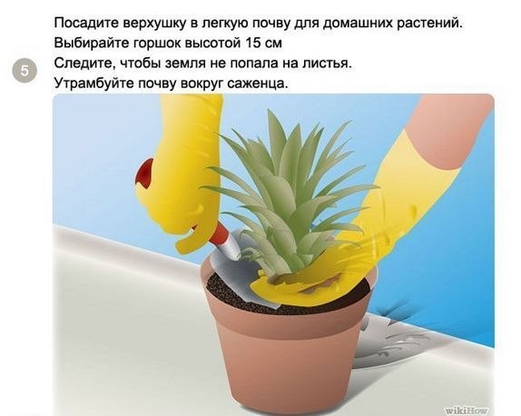 Как вырастить ананас в домашних условиях.