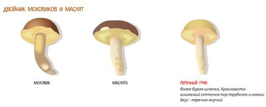 Как отличить ложные грибы-двойники от съедобных грибов
